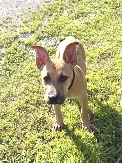 Scrappy, ADOPTABLE, Puppy Male Mixed Breed.