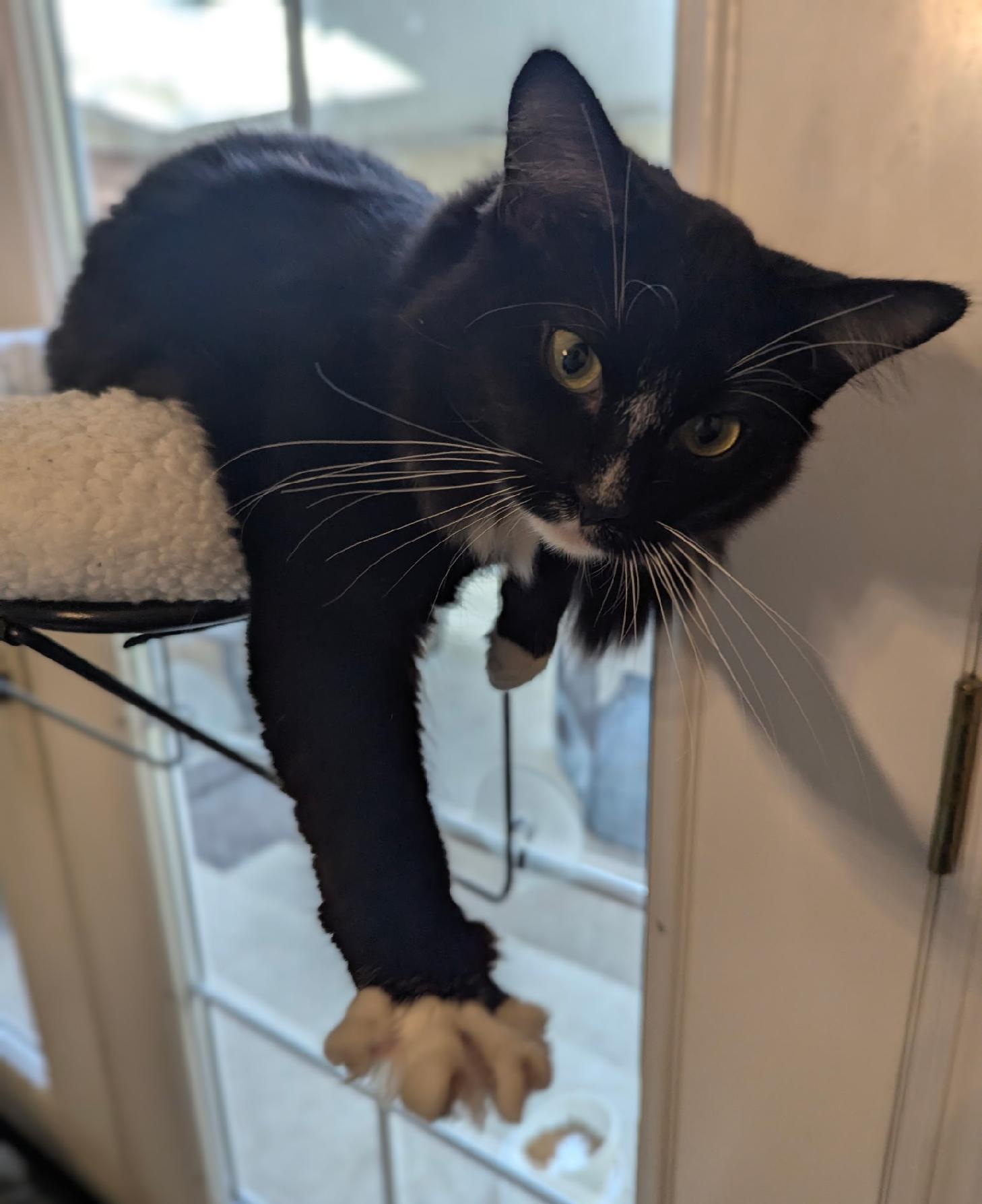 Teaspoon, ADOPTABLE, Young Male Domestic Medium Hair.