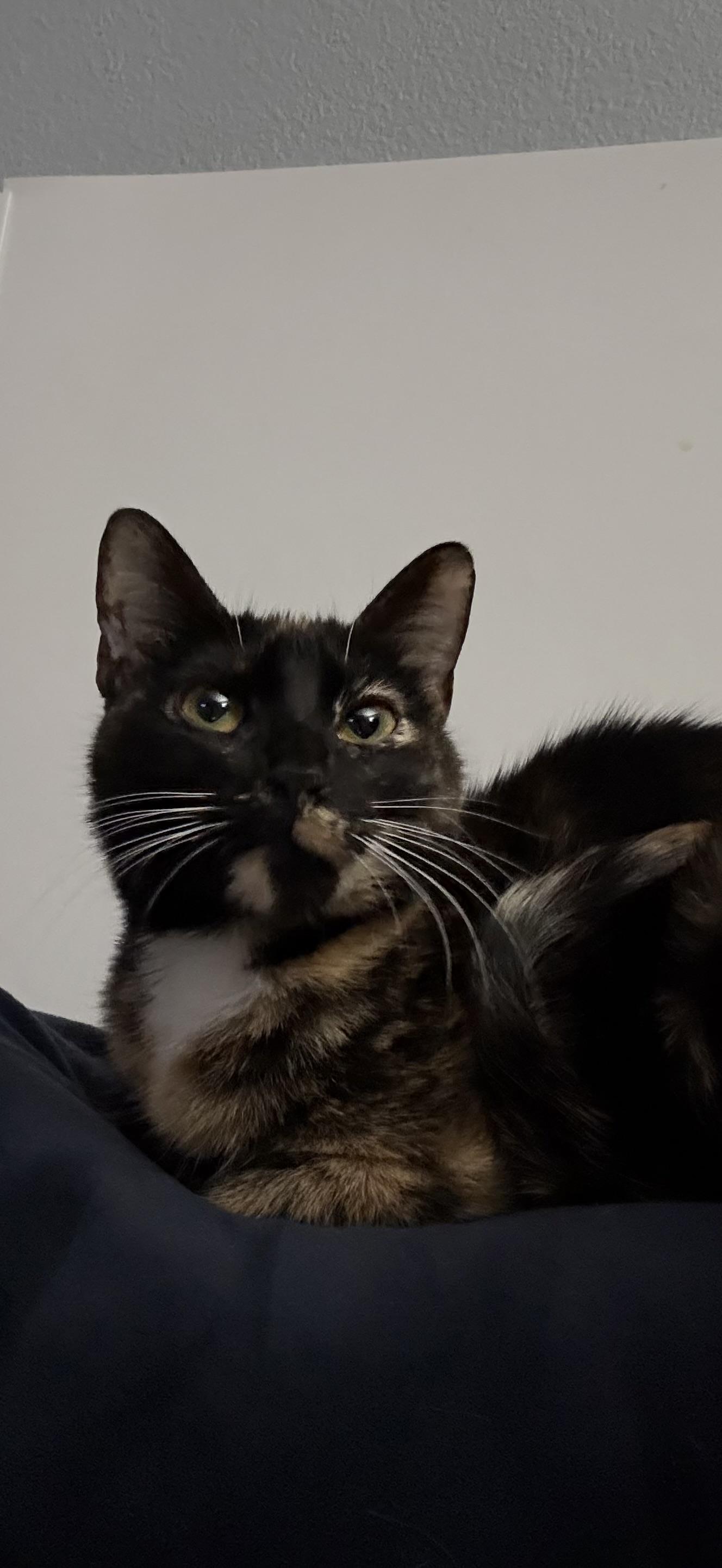 Enlarge Ceviche, a Adoptable Calico in Woodville , WI image 6/6