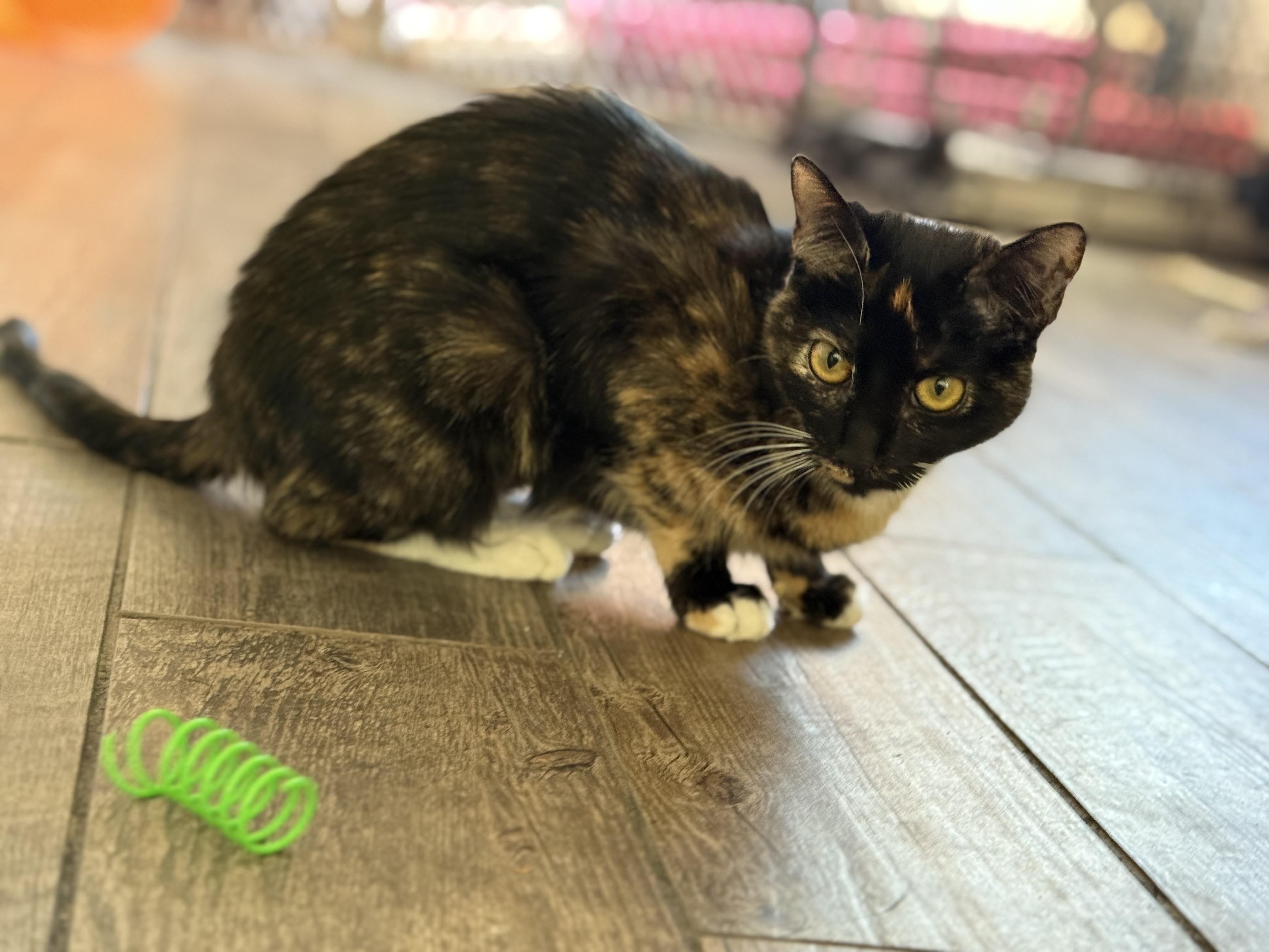 Ceviche, Adoptable, Kitten Female Calico.
