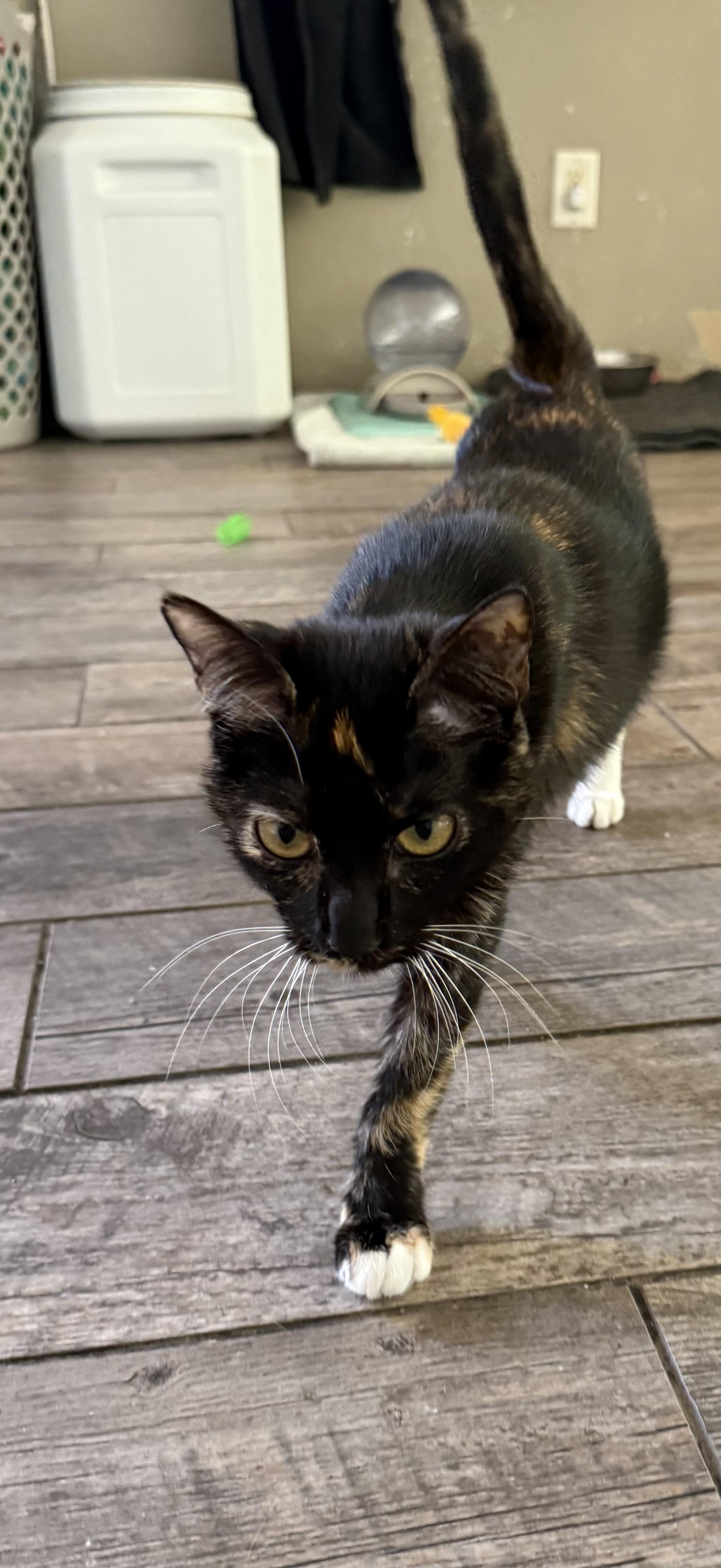 Enlarge Ceviche, a Adoptable Calico in Woodville , WI image 2/6