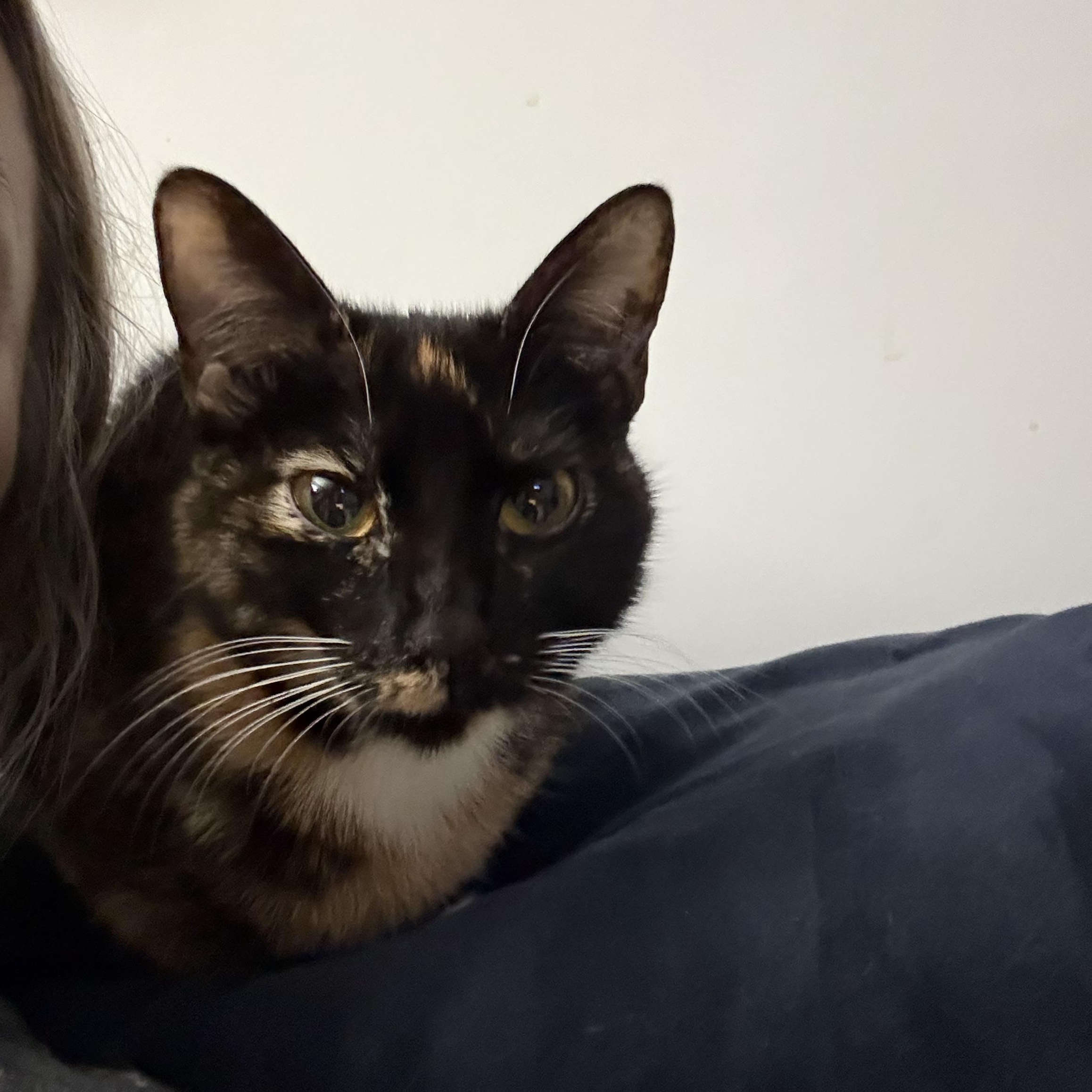 Enlarge Ceviche, a Adoptable Calico in Woodville , WI image 4/6