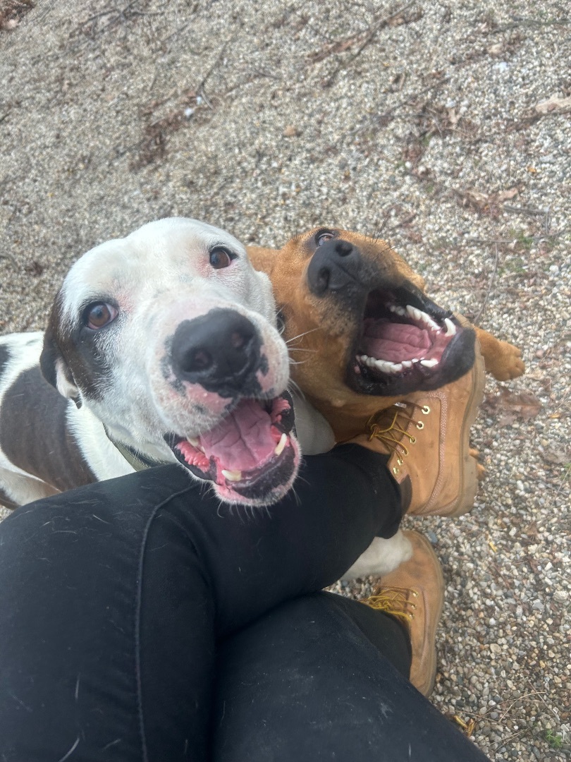 Scotty, Adoptable, Adult Male Pit Bull Terrier & Black and Tan Coonhound.
