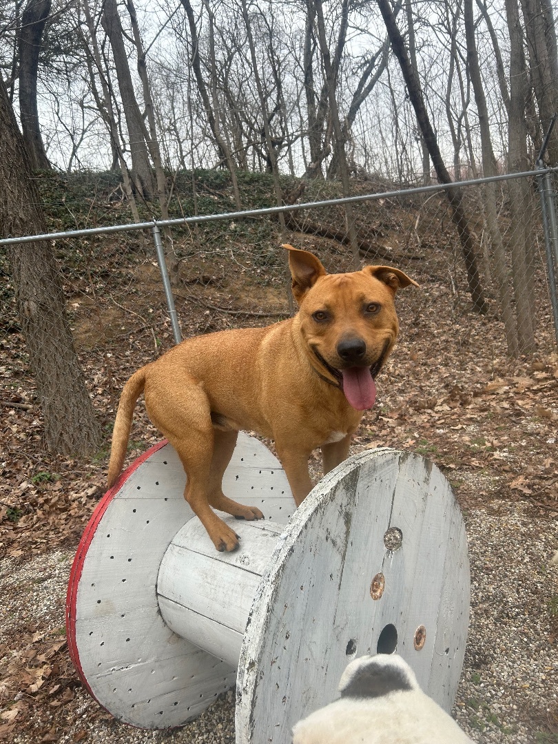 Scotty, a Adoptable mixed breed in fennville, MI image 3/6