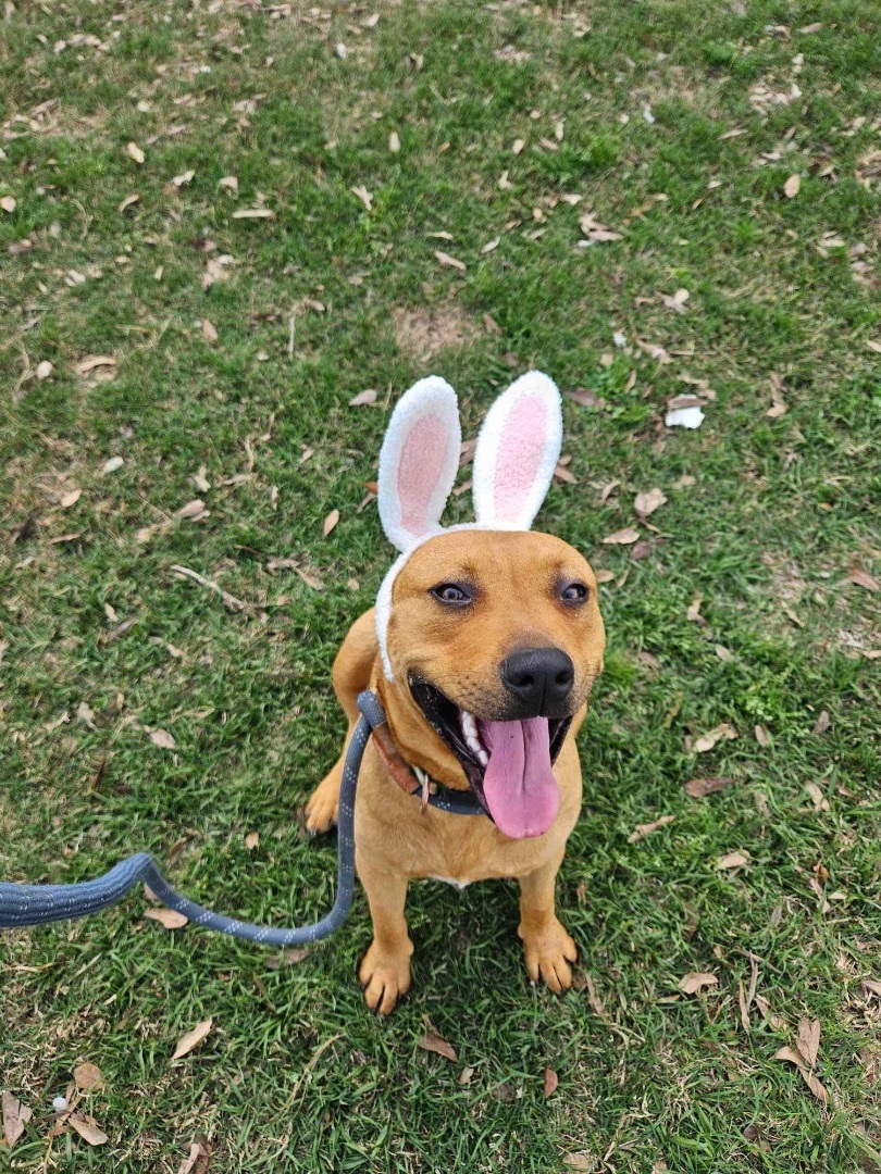 Scotty, Adoptable, Adult Male Pit Bull Terrier & Black and Tan Coonhound.