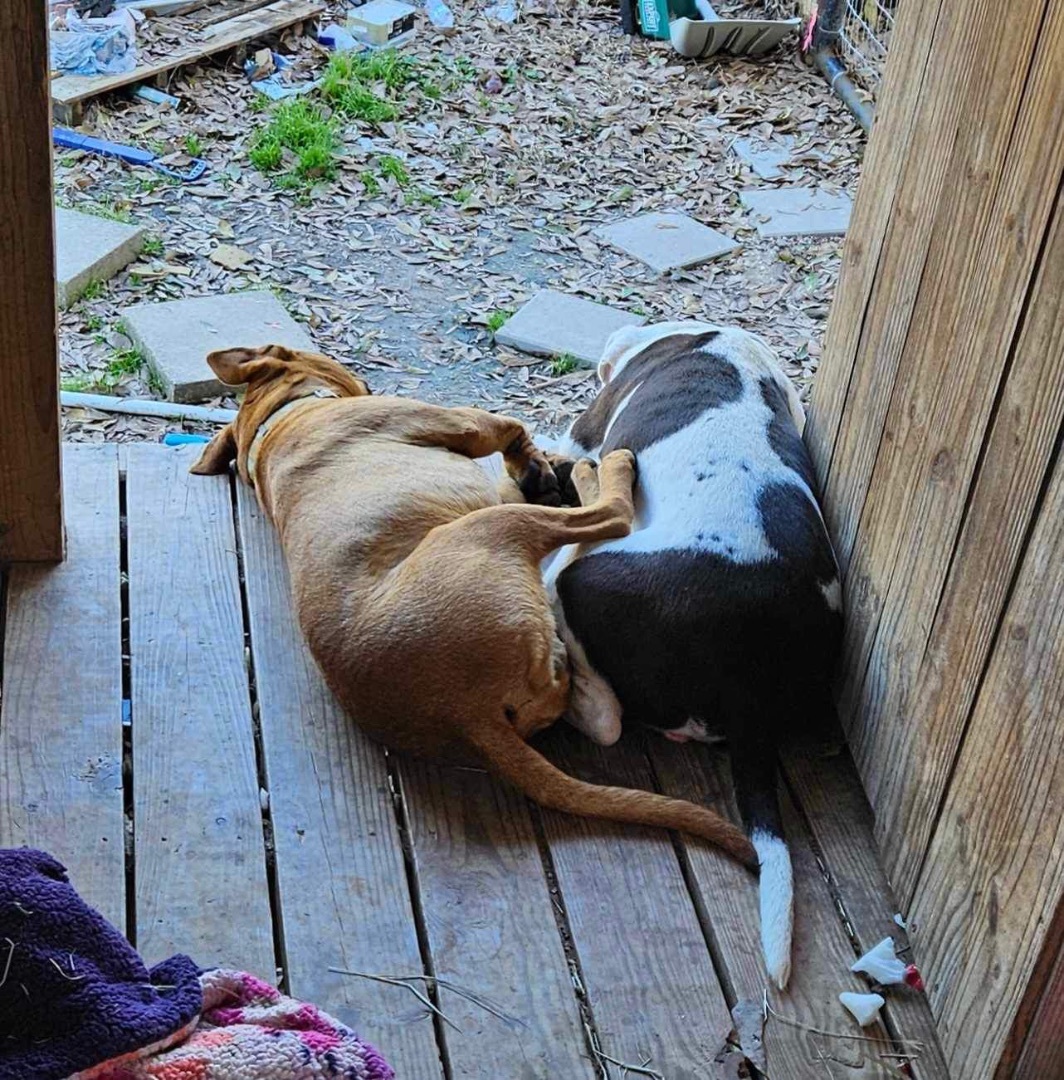 Scotty, a Adoptable mixed breed in fennville, MI image 5/6