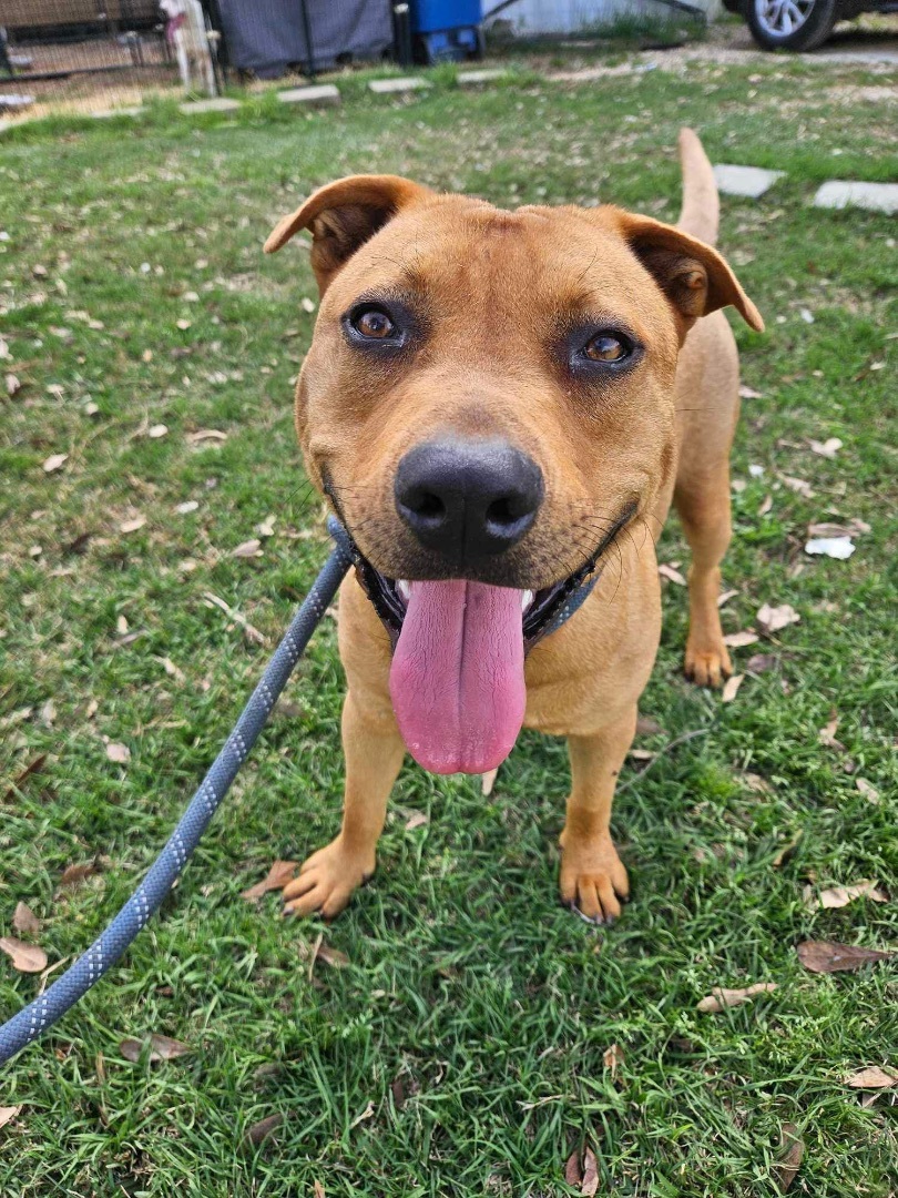 Scotty, Adoptable, Adult Male Pit Bull Terrier & Black and Tan Coonhound.
