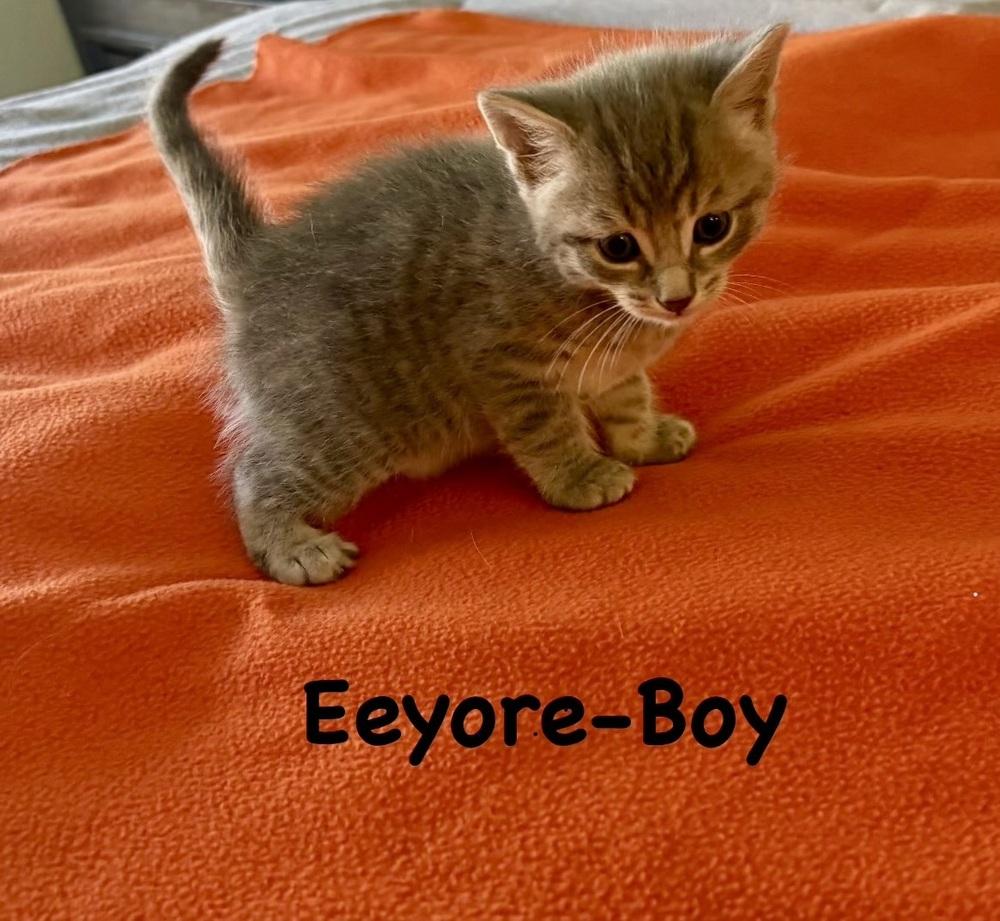 Eeyore (Variety Pack Litter), Adopted, Kitten Male Domestic Short Hair.