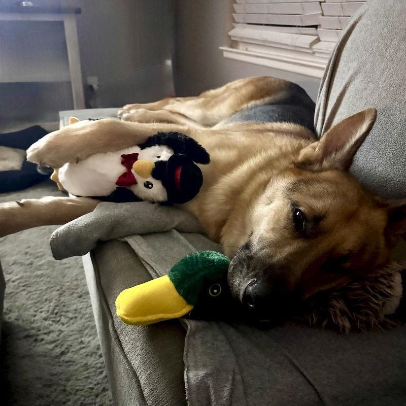 Enlarge Levi, a Adoptable German Shepherd Dog in San Juan Capistrano, CA image 1/3