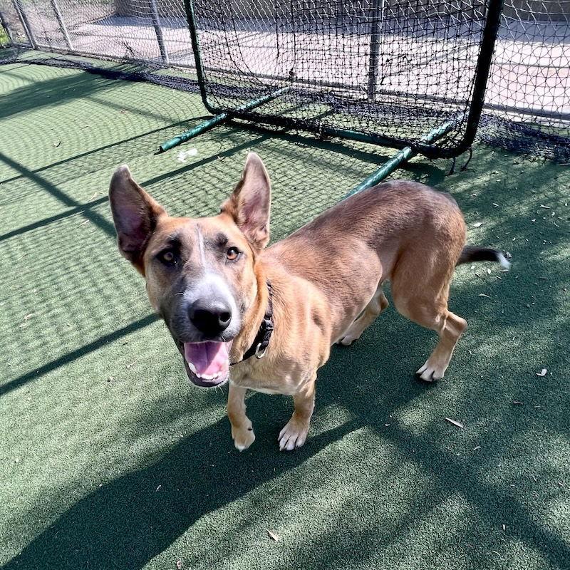 Enlarge Levi, a Adoptable German Shepherd Dog in San Juan Capistrano, CA image 3/3