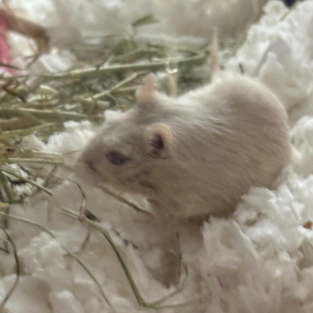 Sunny w/ Dylan, Nori and Summer-In foster, Adoptable, Young Female Gerbil.
