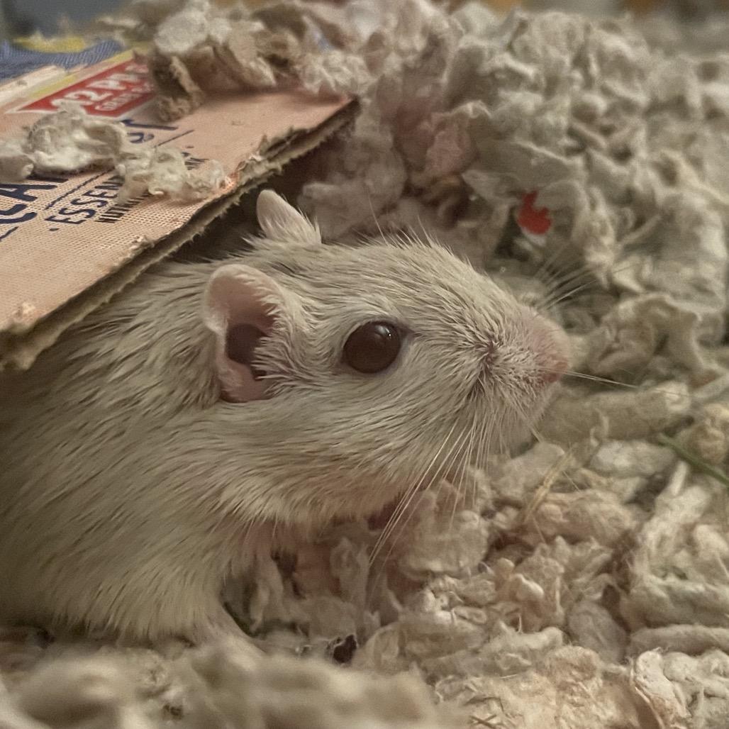 Enlarge Sunny w/ Dylan, Nori and Summer-In foster, a Adoptable Gerbil in Springfield, MA image 2/3
