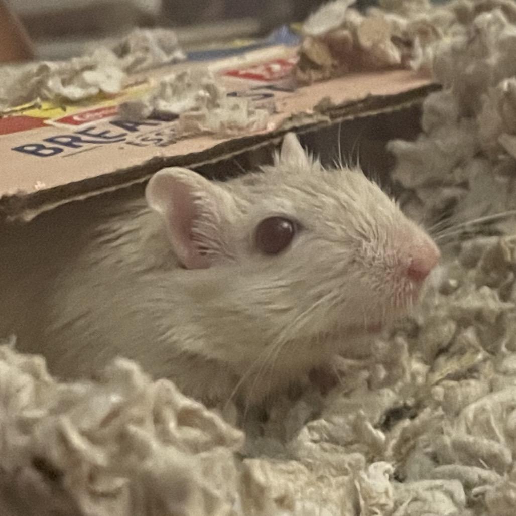 Enlarge Sunny w/ Dylan, Nori and Summer-In foster, a Adoptable Gerbil in Springfield, MA image 3/3