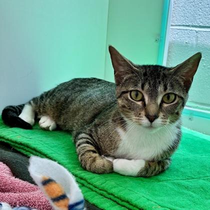 Patricia!, Adoptable, Adult Female Domestic Short Hair & Domestic Short Hair.