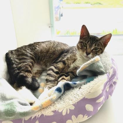 Patricia!, a Adoptable mixed breed in Wheaton, IL image 2/2