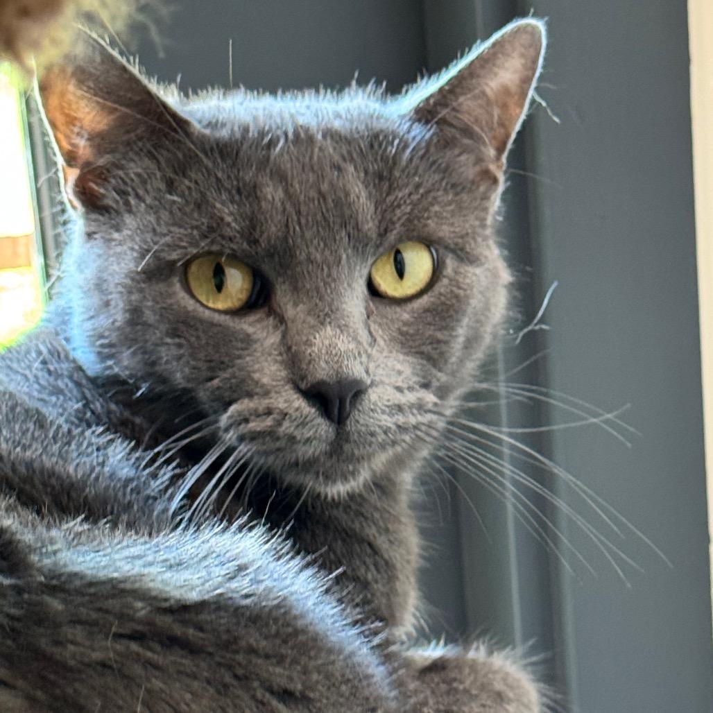 Enlarge Zinnia 1, a Adoptable Domestic Short Hair in Cumming, GA image 1/2