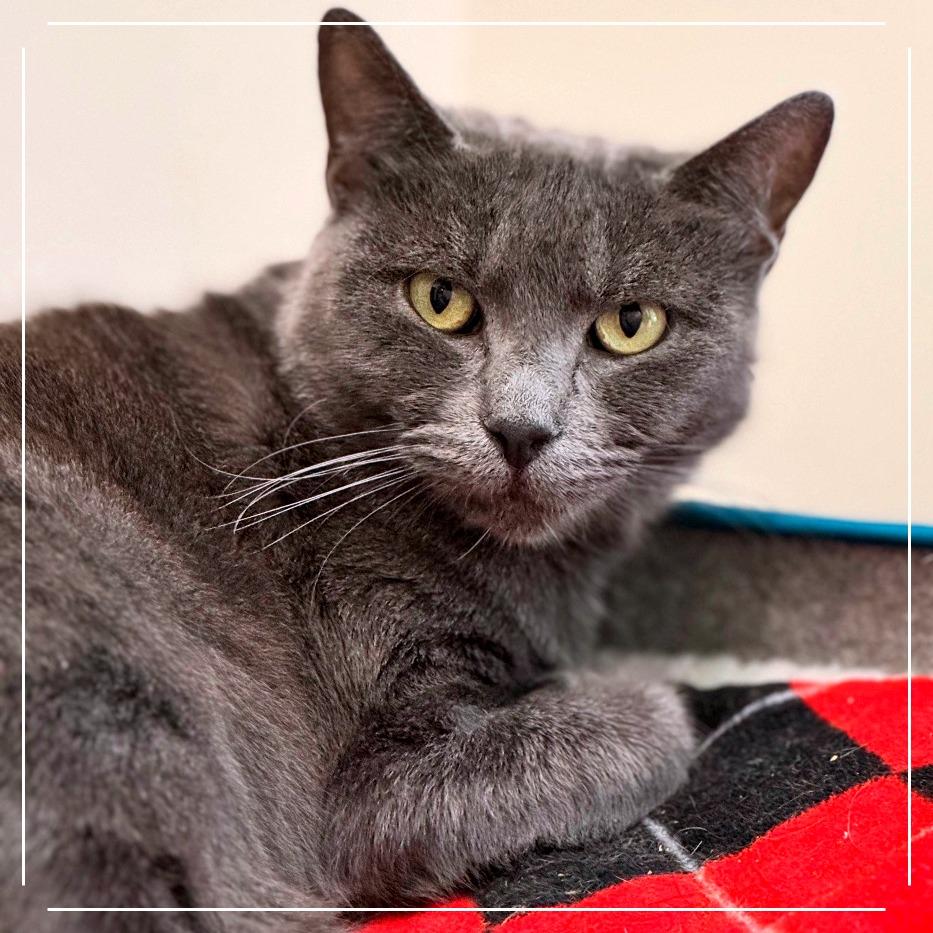 Enlarge Zinnia 1, a Adoptable Domestic Short Hair in Cumming, GA image 2/2