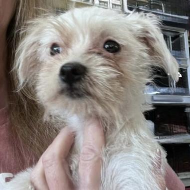 Alex Caruso, Adoptable, Puppy Female Maltese & Mixed Breed.