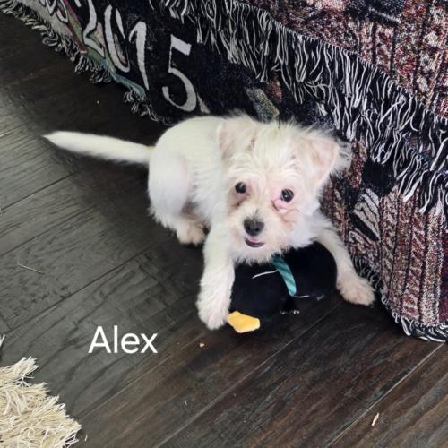 Alex Caruso, Adoptable, Puppy Female Maltese & Mixed Breed.
