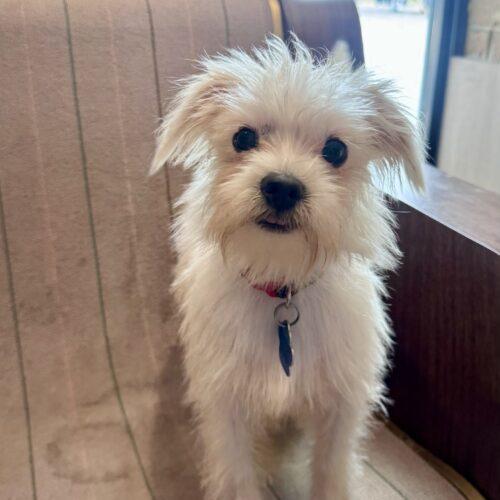 Enlarge Alex Caruso, a Adoptable mixed breed in Broken Arrow, OK image 2/4