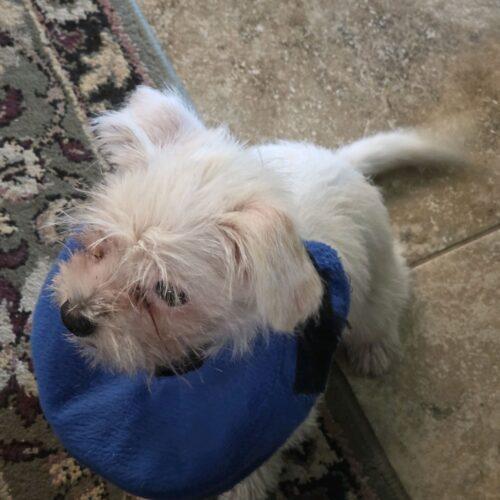Alex Caruso, a Adoptable mixed breed in Broken Arrow, OK image 3/3