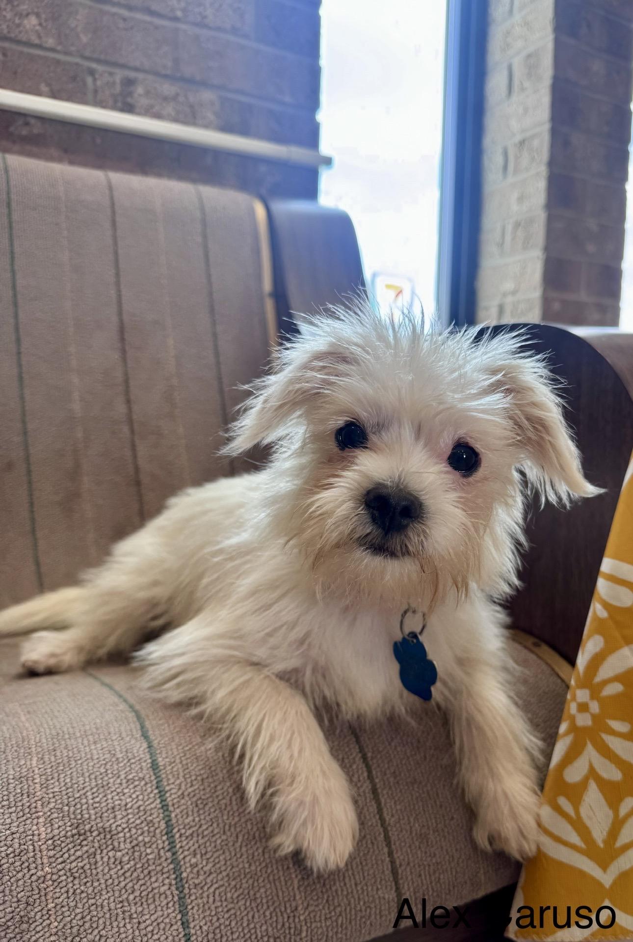 Enlarge Alex Caruso, a Adoptable mixed breed in Broken Arrow, OK image 4/4