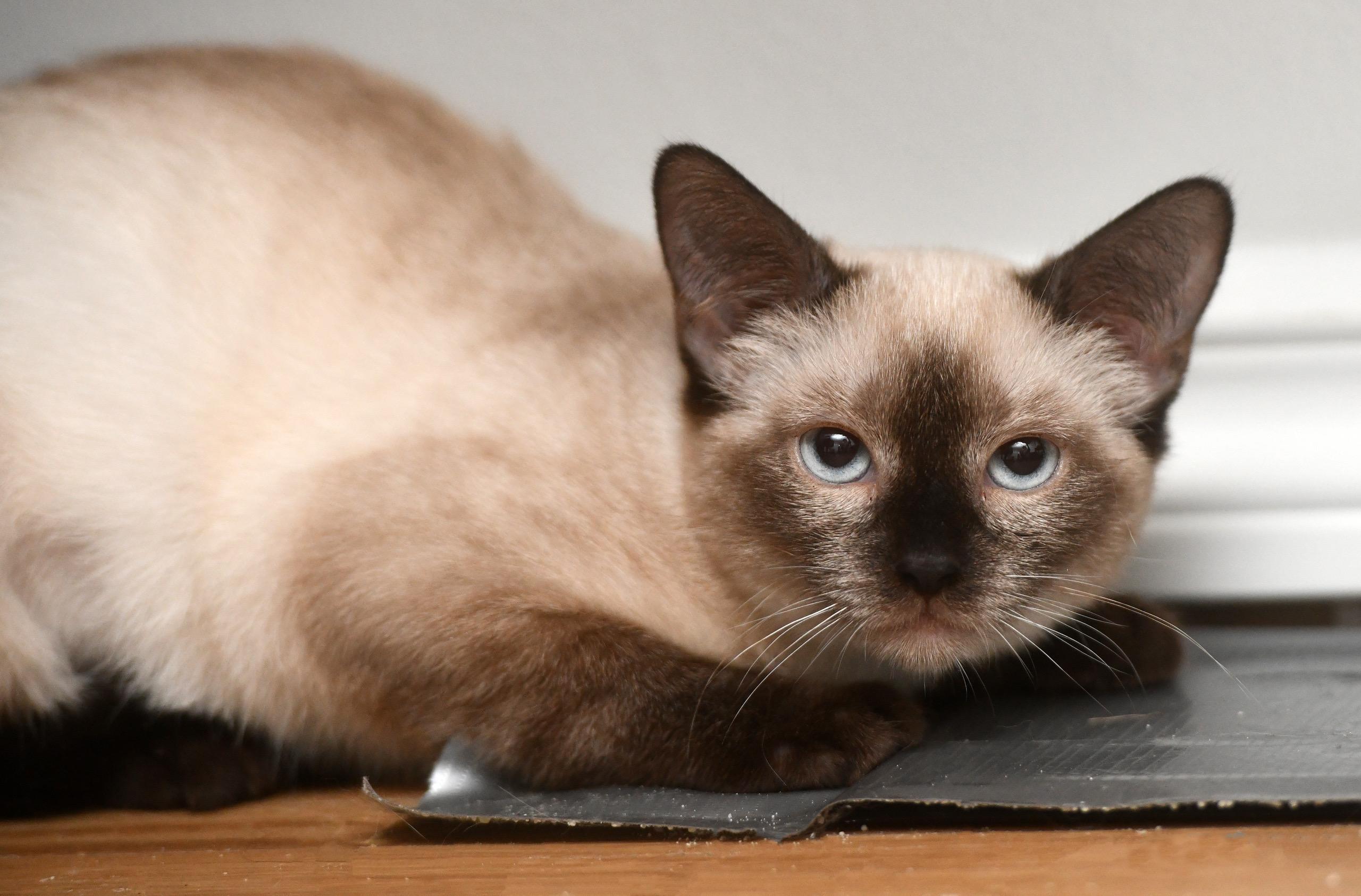 Enlarge Arlo and Aoife, a Adopted Domestic Short Hair in Seattle, WA image 5/6