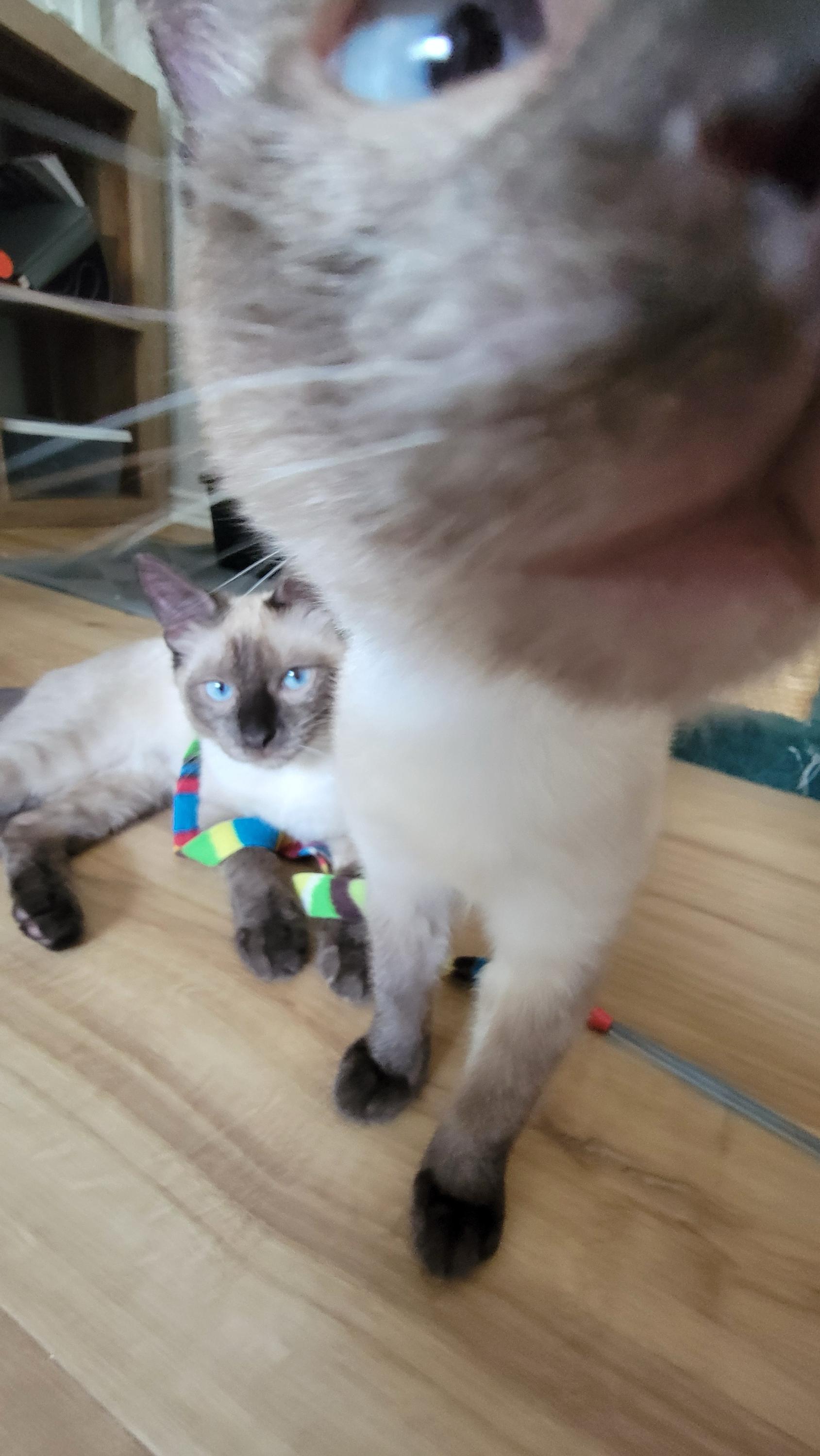 Arlo and Aoife, Adopted, Kitten Male Domestic Short Hair.