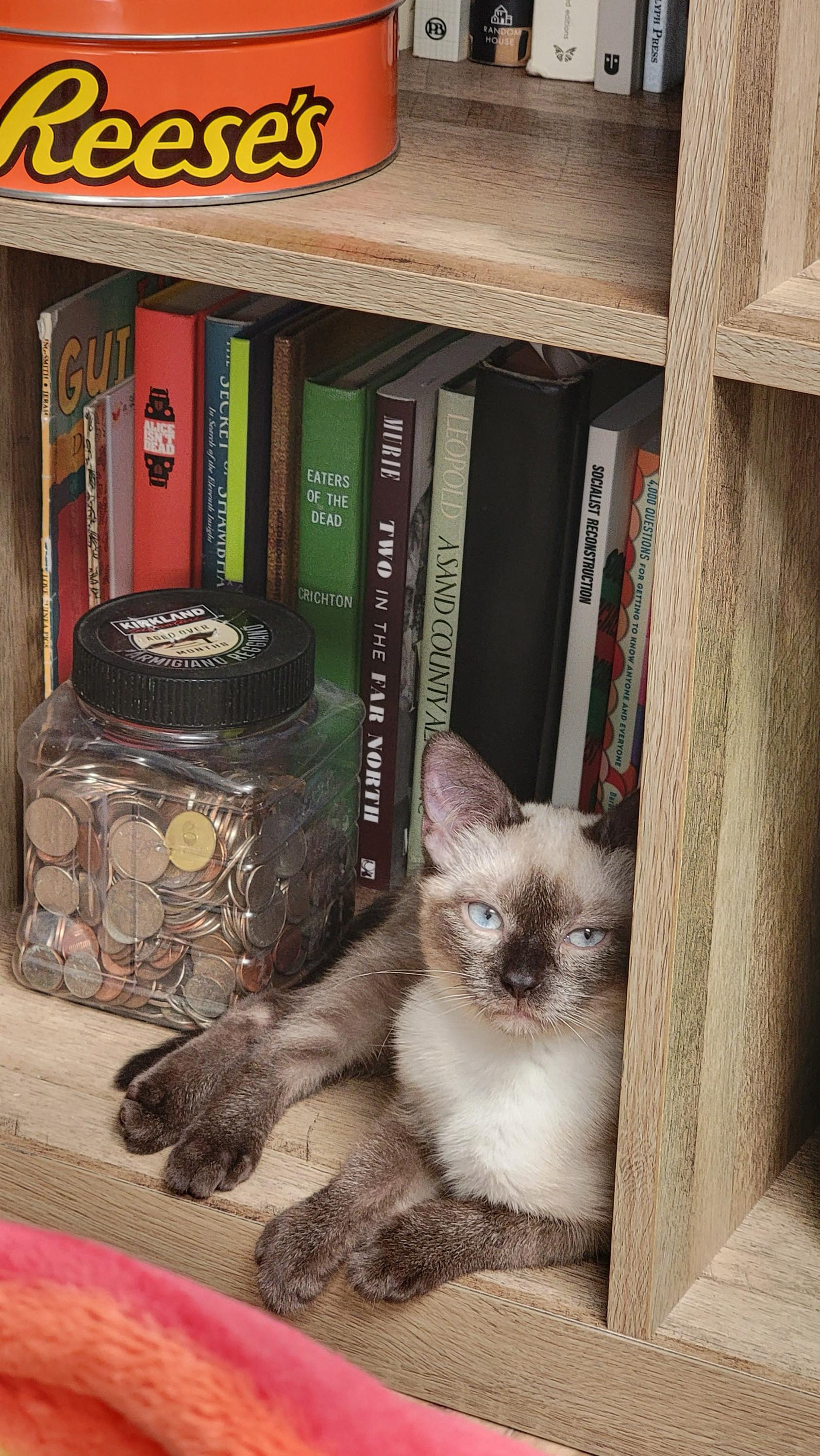 Enlarge Arlo and Aoife, a Adopted Domestic Short Hair in Seattle, WA image 3/6