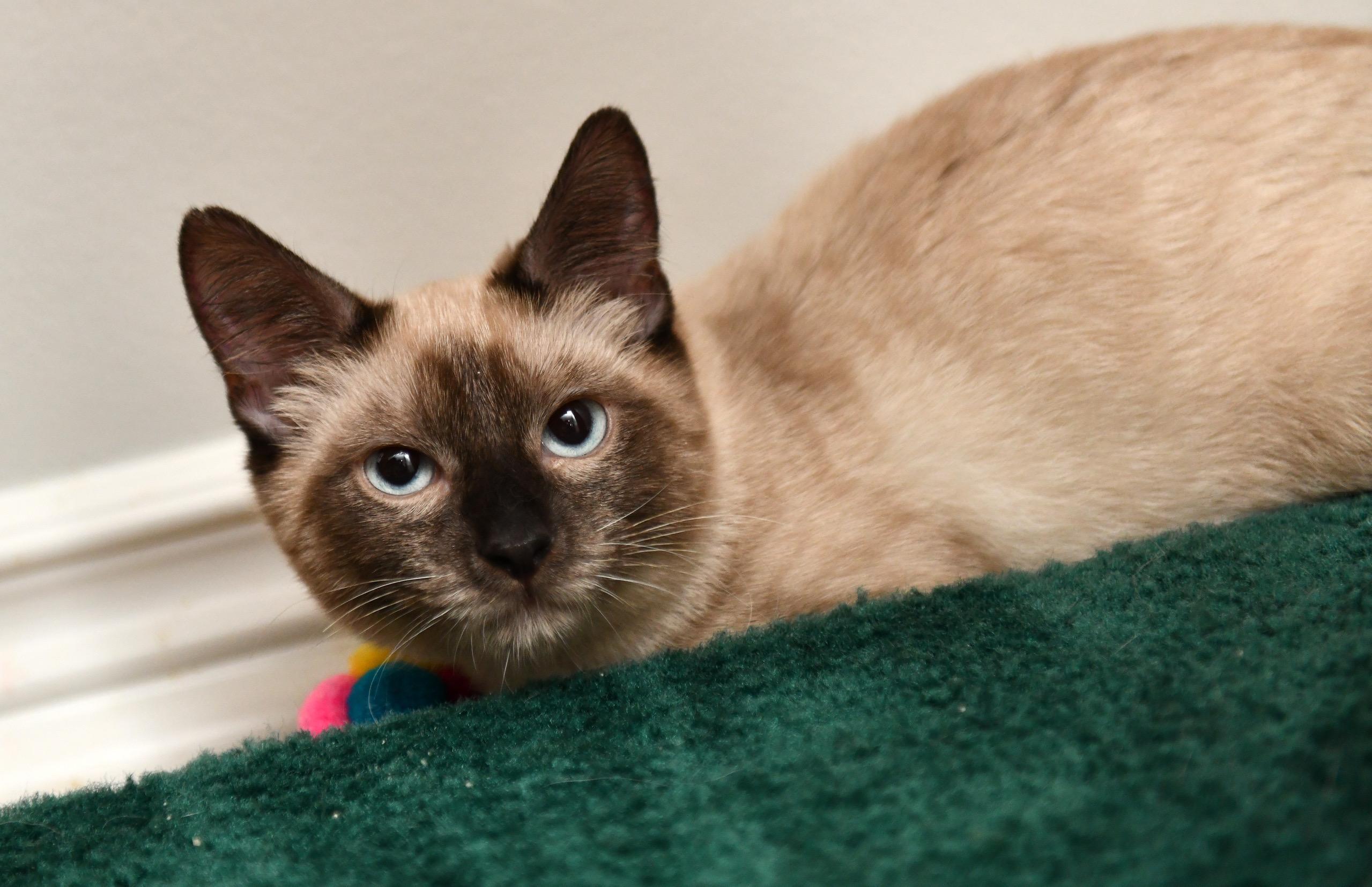 Enlarge Arlo and Aoife, a Adopted Domestic Short Hair in Seattle, WA image 4/6