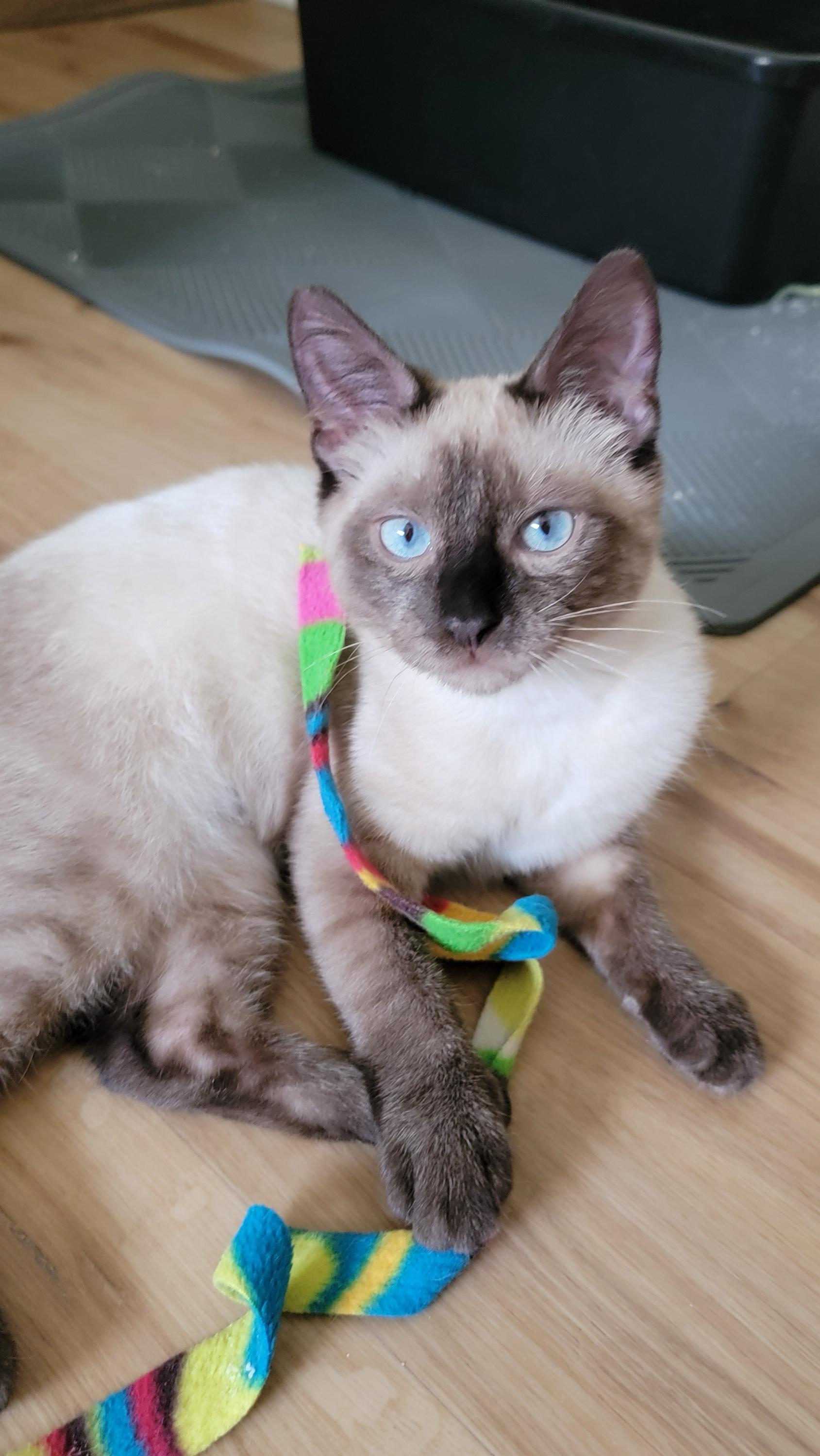 Enlarge Arlo and Aoife, a Adopted Domestic Short Hair in Seattle, WA image 2/6