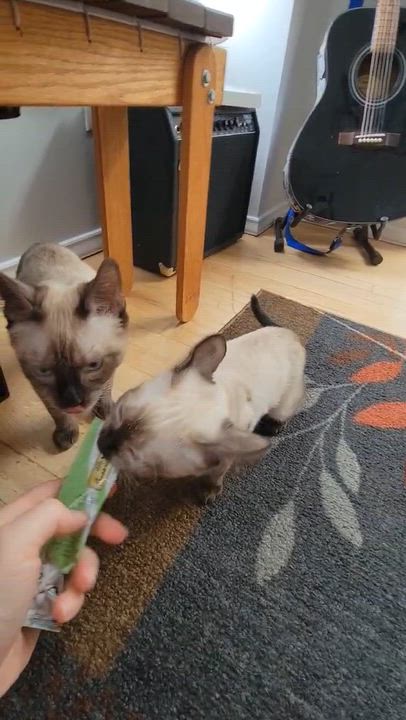 Enlarge Arlo and Aoife, a Adopted Domestic Short Hair in Seattle, WA video 6/6