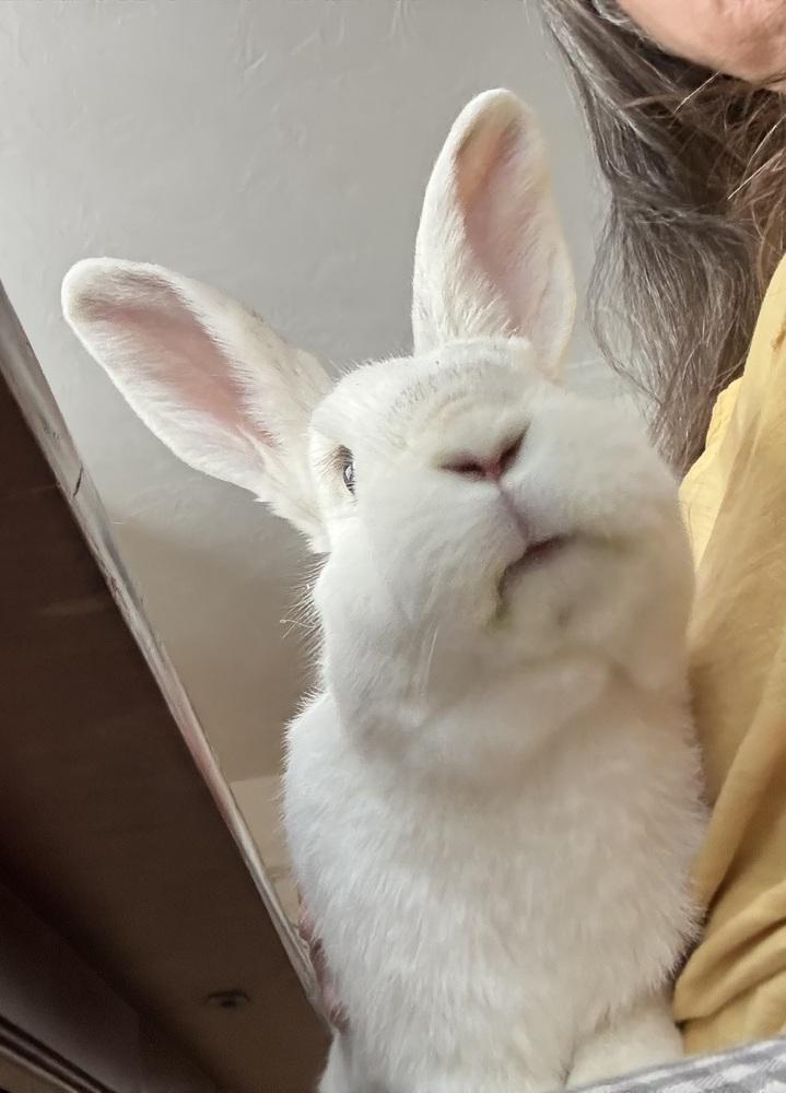 Feta, Adoptable, Adult Female Florida White.