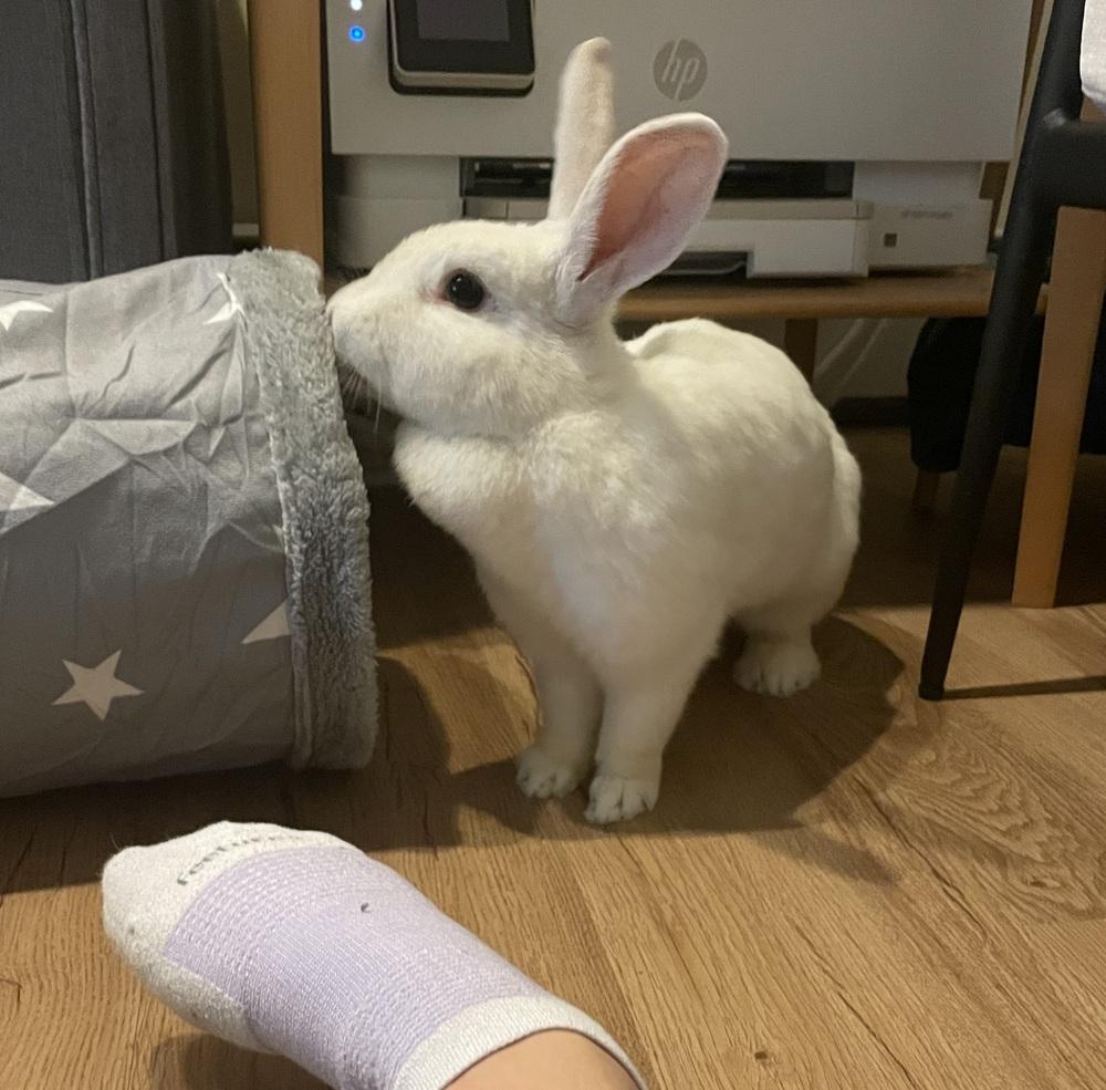 Feta, Adoptable, Adult Female Florida White.