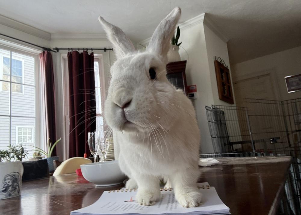 Enlarge Feta, a Adoptable mixed breed in Westford, MA image 3/6