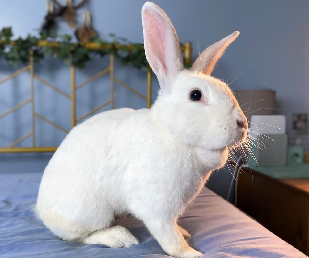 Feta, Adoptable, Adult Female Florida White.