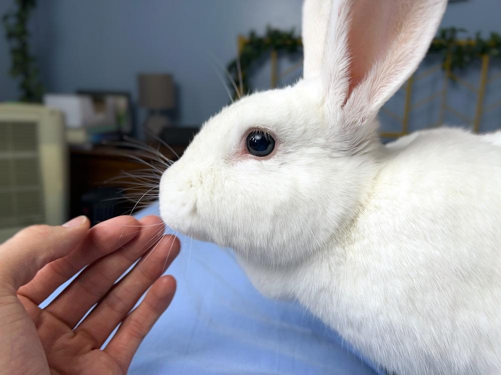 Enlarge Feta, a Adoptable mixed breed in Westford, MA image 5/6