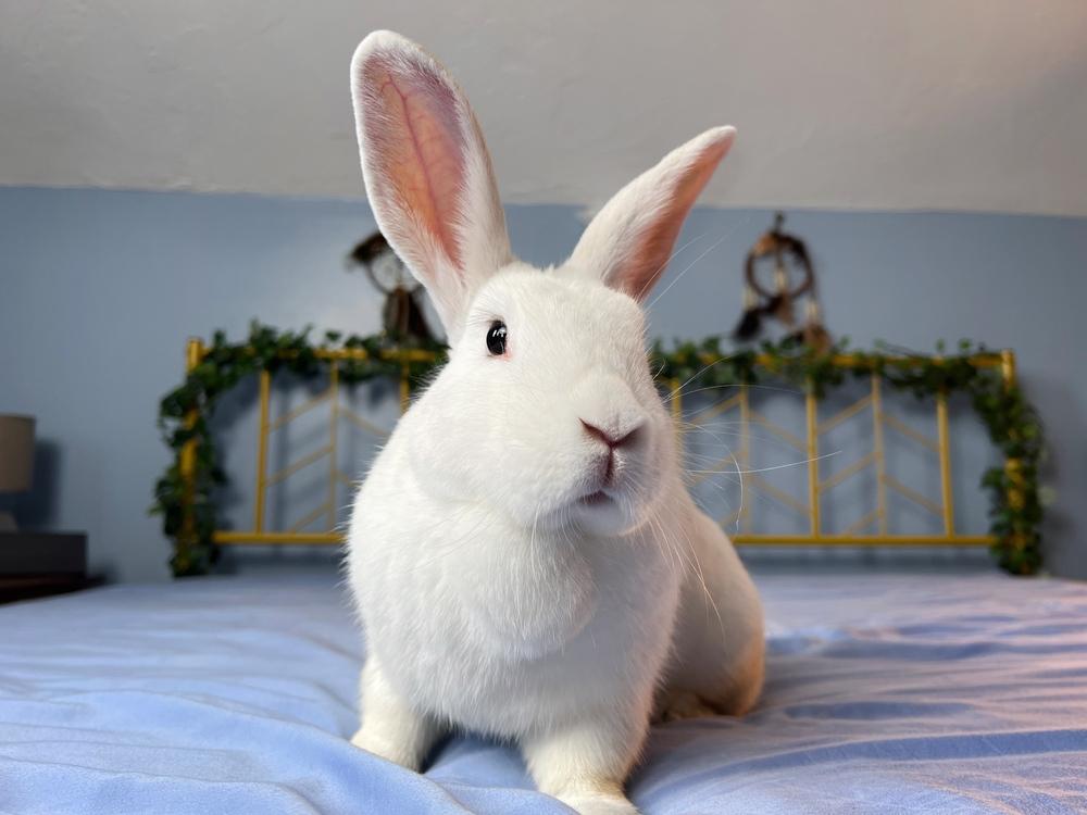 Enlarge Feta, a Adoptable mixed breed in Westford, MA image 6/6