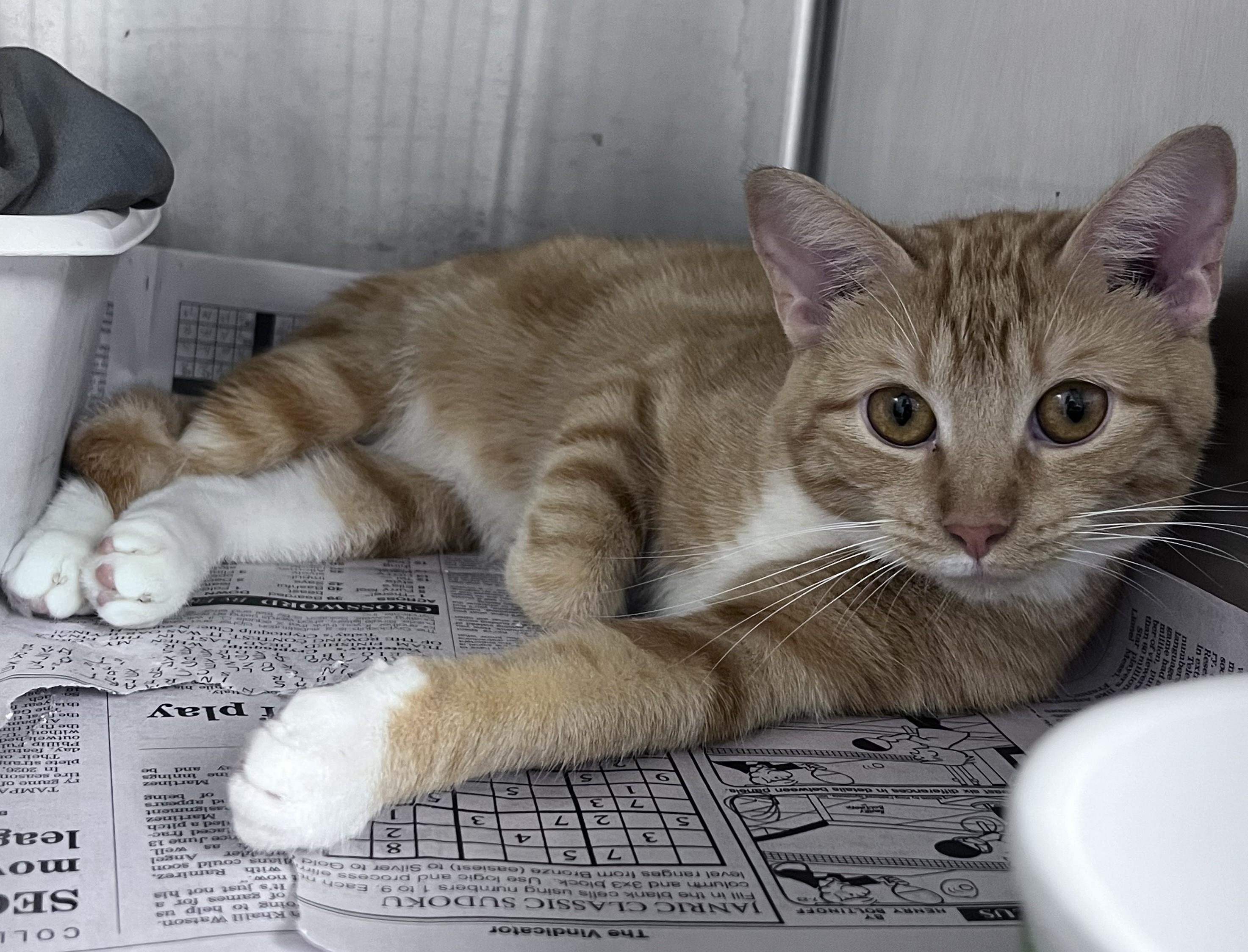 Enlarge Tulip, a Adopted Domestic Short Hair in Youngstown, OH image 1/1