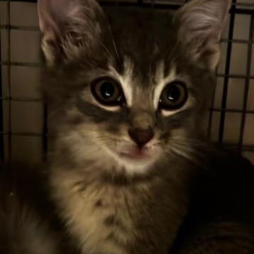 Enlarge The Frat Brothers FLOOF!, a Adopted Domestic Long Hair in Milwaukee, WI image 4/6