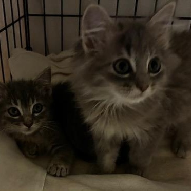 Enlarge The Frat Brothers FLOOF!, a Adopted Domestic Long Hair in Milwaukee, WI image 3/6