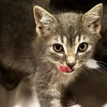 Enlarge The Frat Brothers FLOOF!, a Adopted Domestic Long Hair in Milwaukee, WI image 6/6