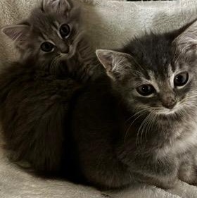 Enlarge The Frat Brothers FLOOF!, a Adopted Domestic Long Hair in Milwaukee, WI image 1/6