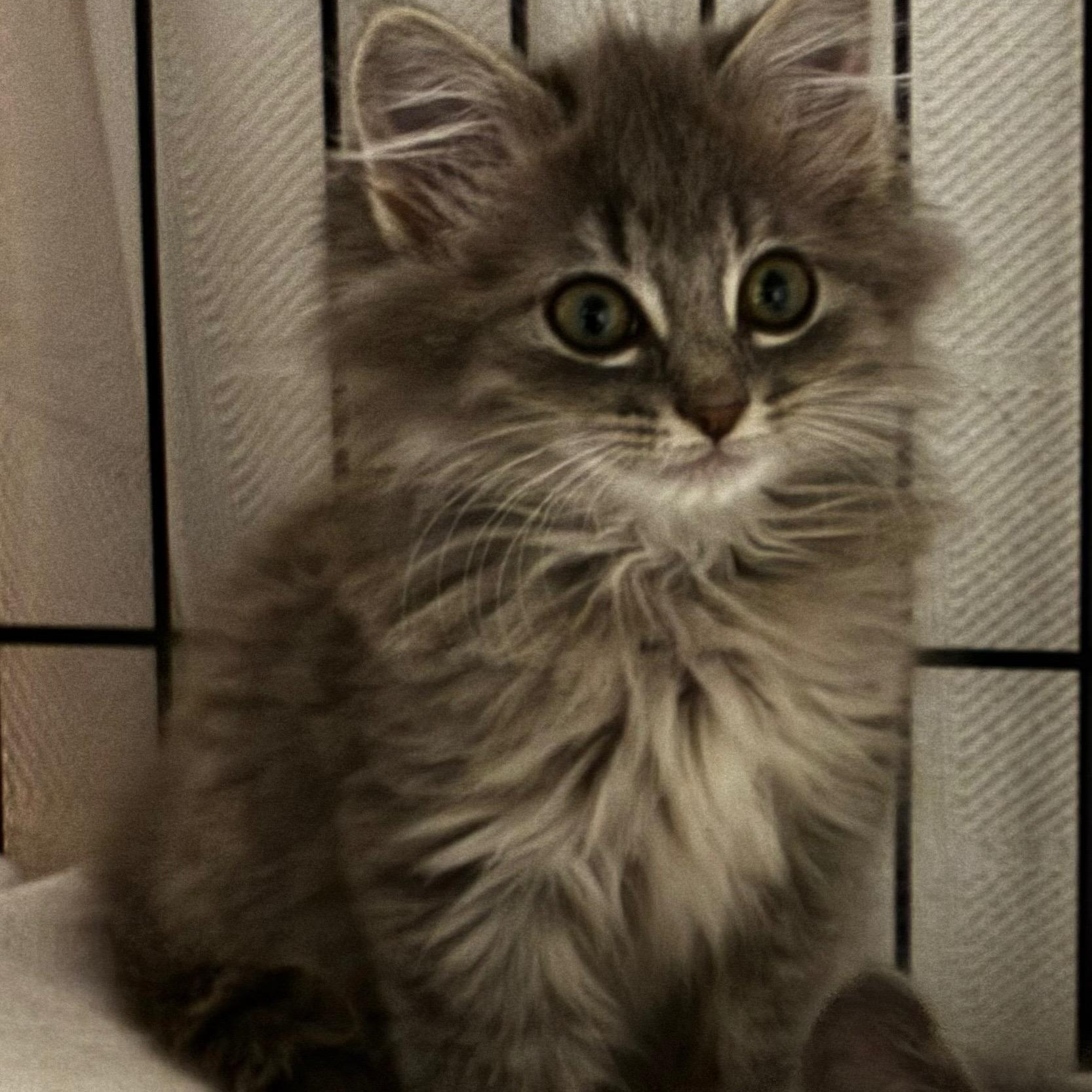 The Frat Brothers FLOOF!