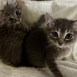 The Frat Brothers FLOOF!