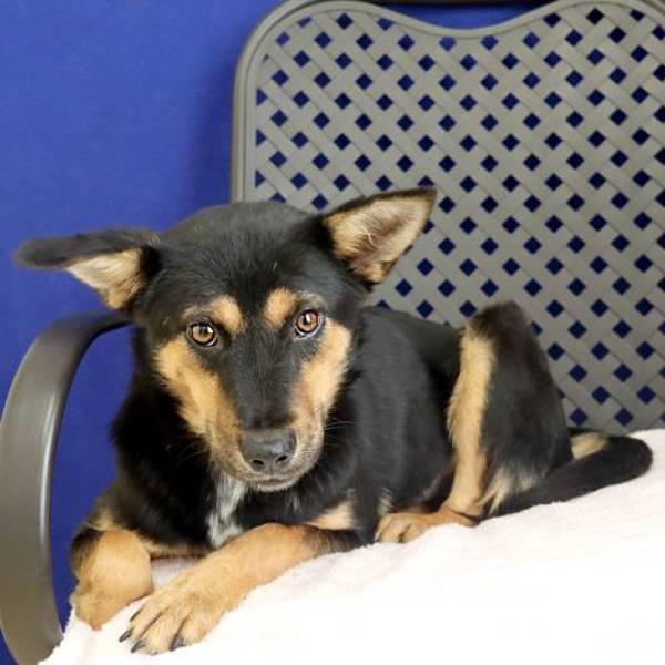 Enlarge Patches, a Adoptable mixed breed in Fort Davis, TX image 1/2