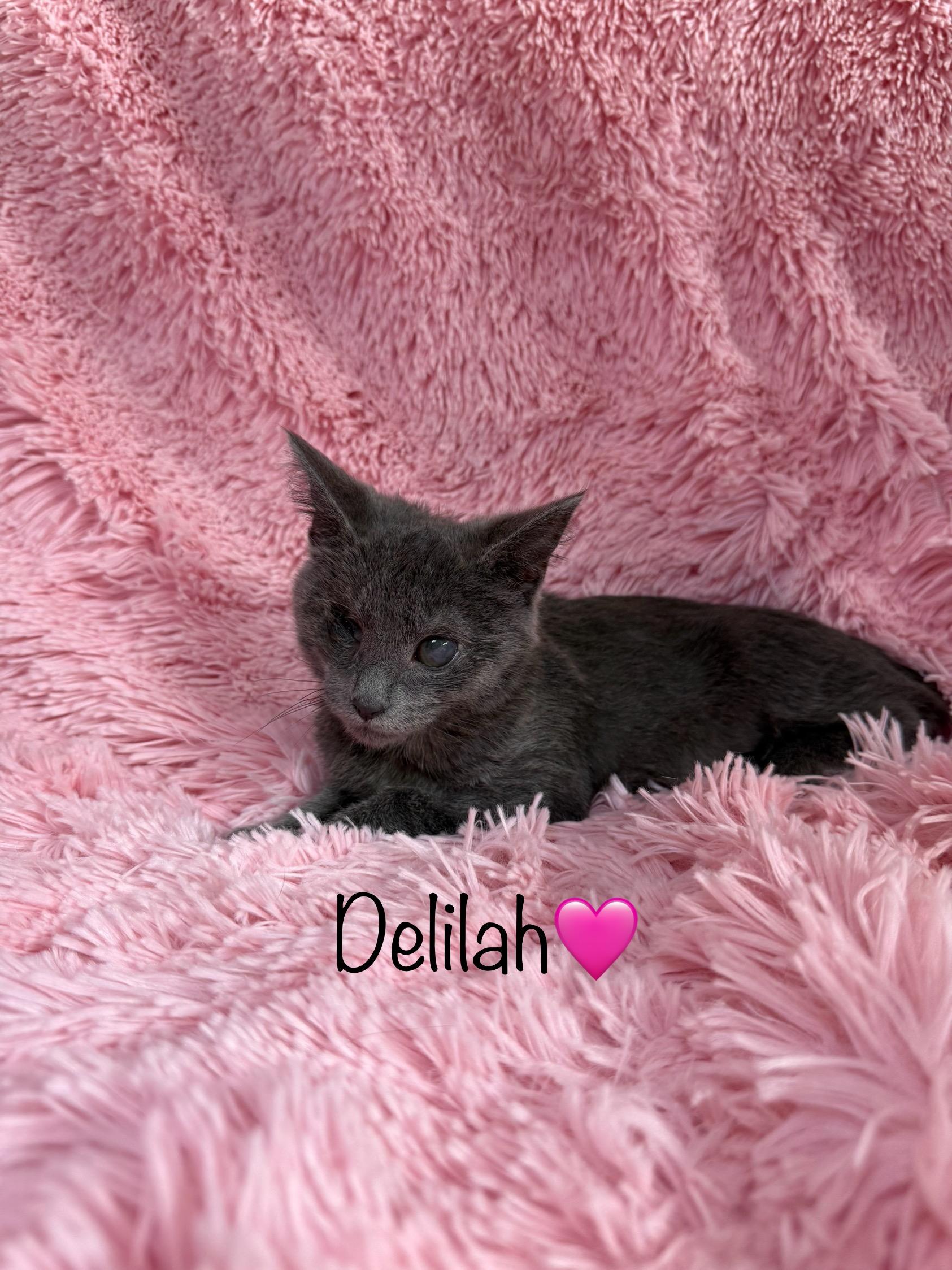 Delilah, Baby Female Domestic Short Hair