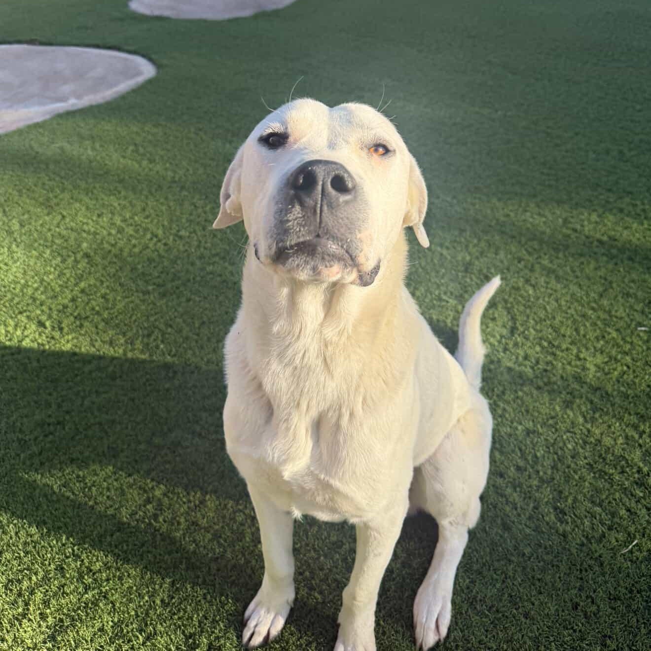 Enlarge Argentino , a ADOPTABLE mixed breed in Marina del Rey, CA image 4/4
