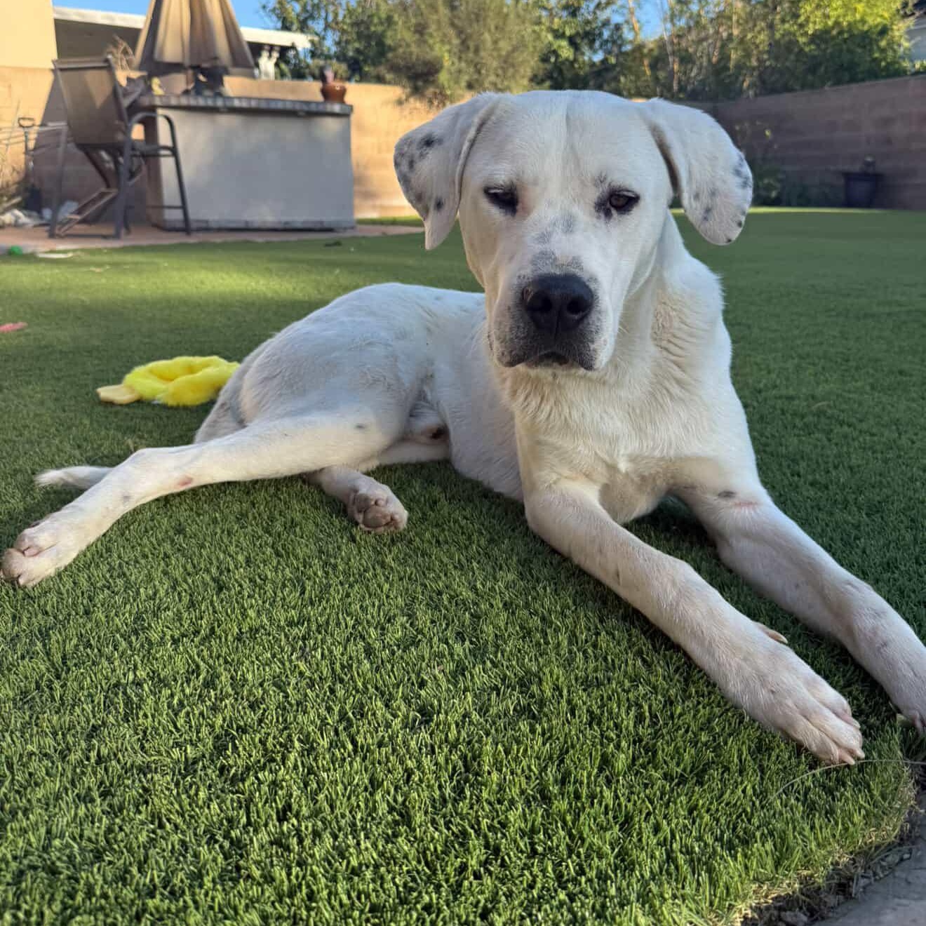 Argentino , ADOPTABLE, Adult Male Labrador Retriever & Dogo Argentino.