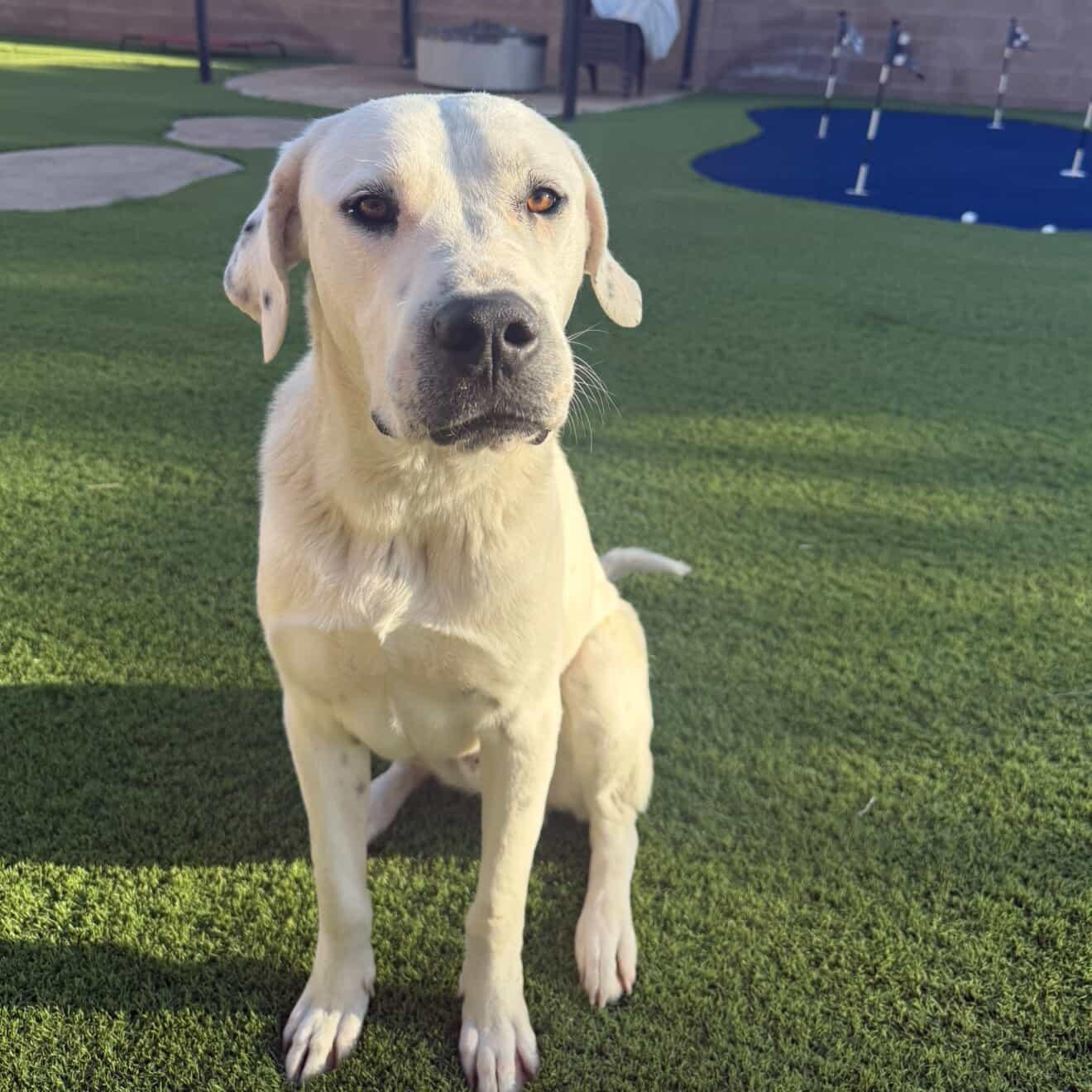 Enlarge Argentino , a ADOPTABLE mixed breed in Marina del Rey, CA image 3/4